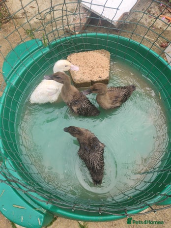 Ducks poultry - Advert 1