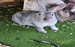 Rex rabbits for sale: Gorgeous rex rabbits - Image 10