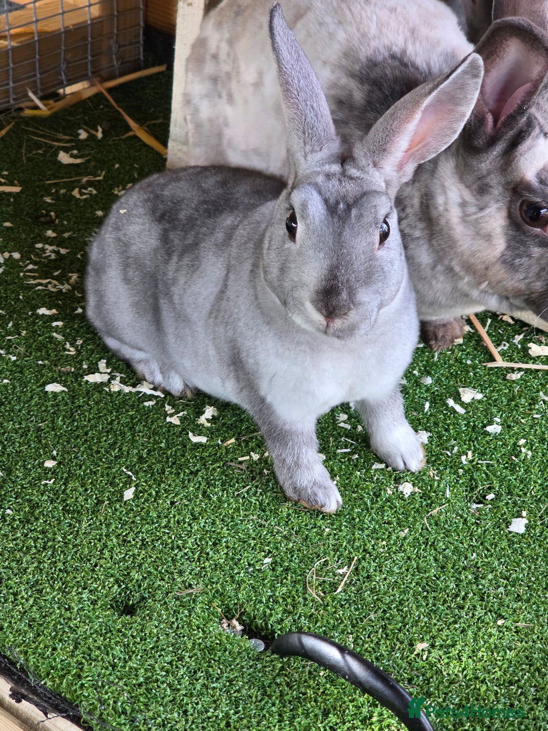 Rex rabbits for sale: Gorgeous rex rabbits - Image 10