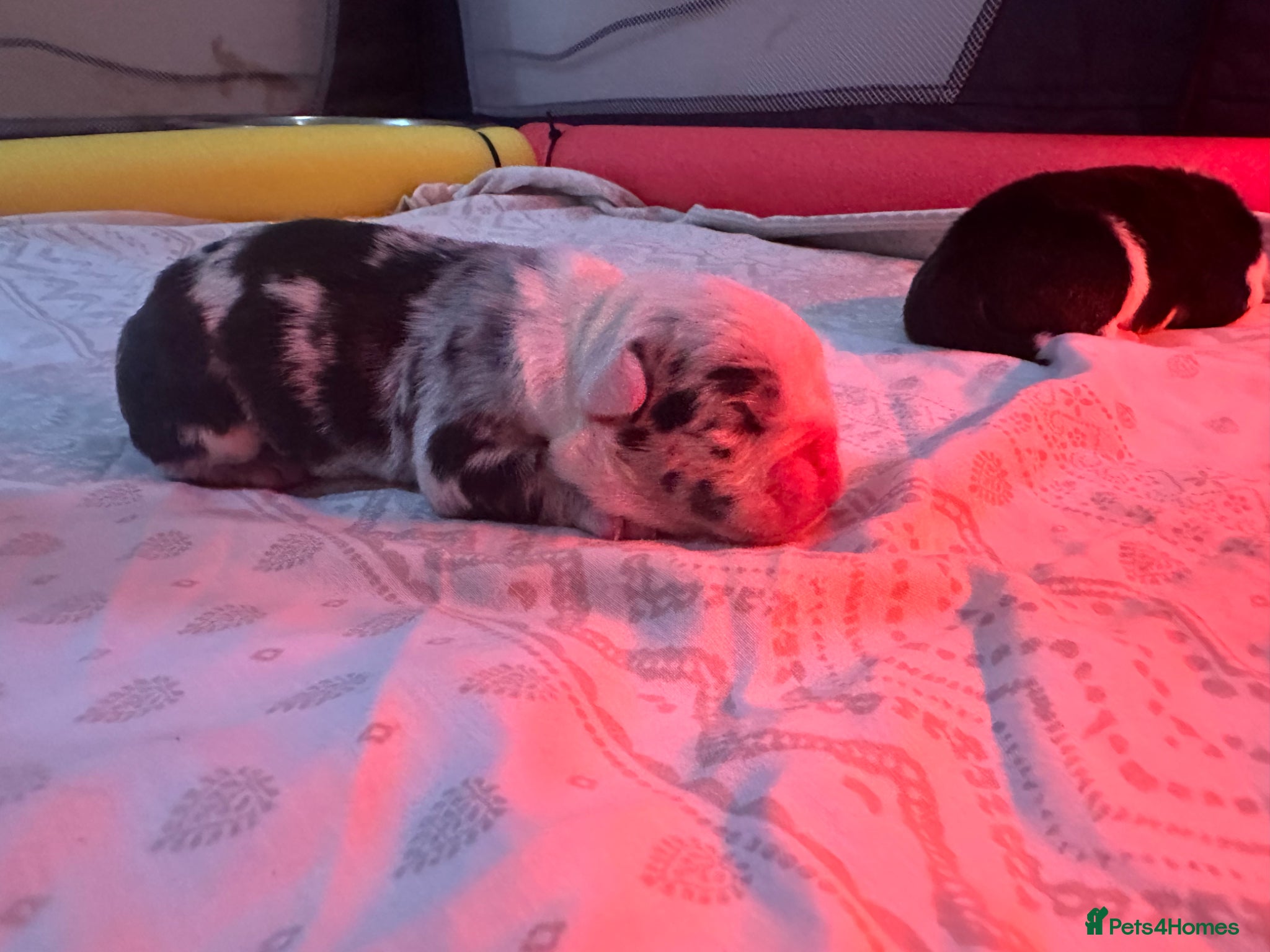 English Bulldog dogs for sale: 🐾 EXCEPTIONAL OLDE ENGLISH BULLDOG PUPPIES 🐾 - Advert 5