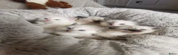 Ragdoll cats for sale: health tested parents pure ragdoll baby's  - Advert 10