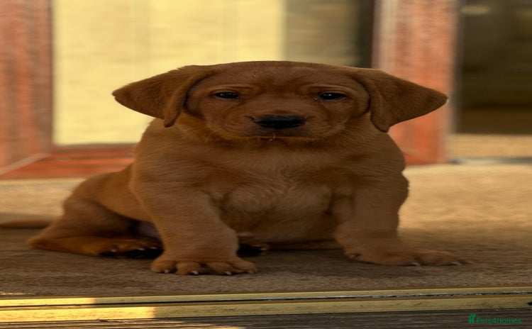 Labrador Retriever dogs - Advert 6
