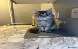 Maine Coon cats for sale: Pure bred Maine coon kittens  - Image 2