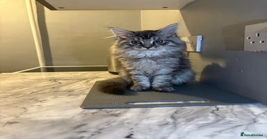 Maine Coon cats - Advert 3