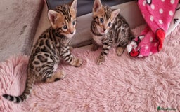 Bengal cats for sale: Amazing Bengal kittens 🥰 last boy left ❤️ in Corby - Image 10