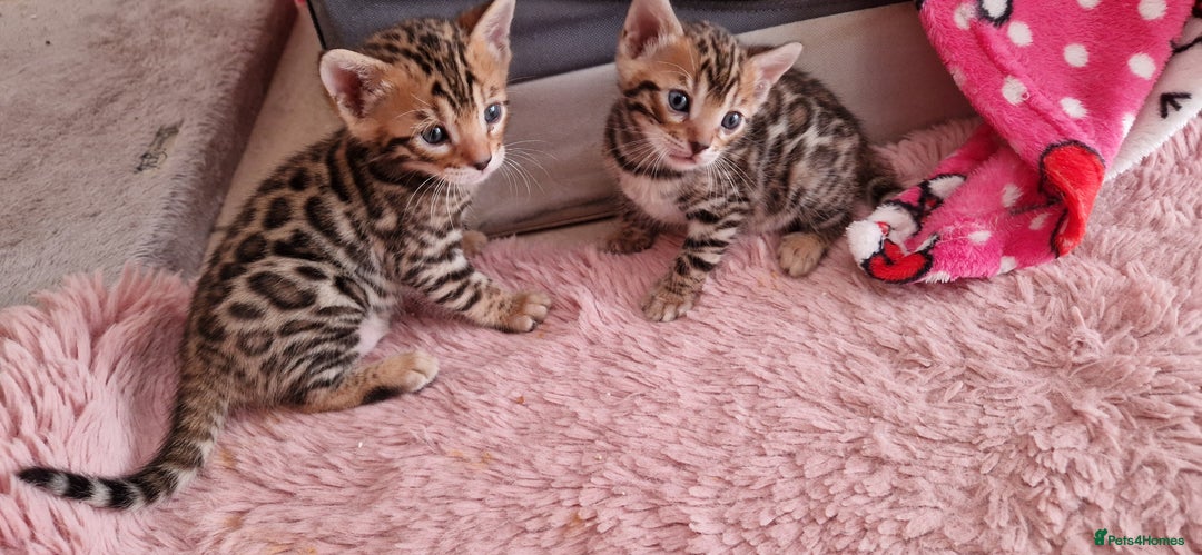 Bengal cats for sale: Amazing Bengal kittens 🥰 last boy left ❤️ in Corby - Image 10