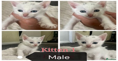 Mixed Breed cats - Advert 9
