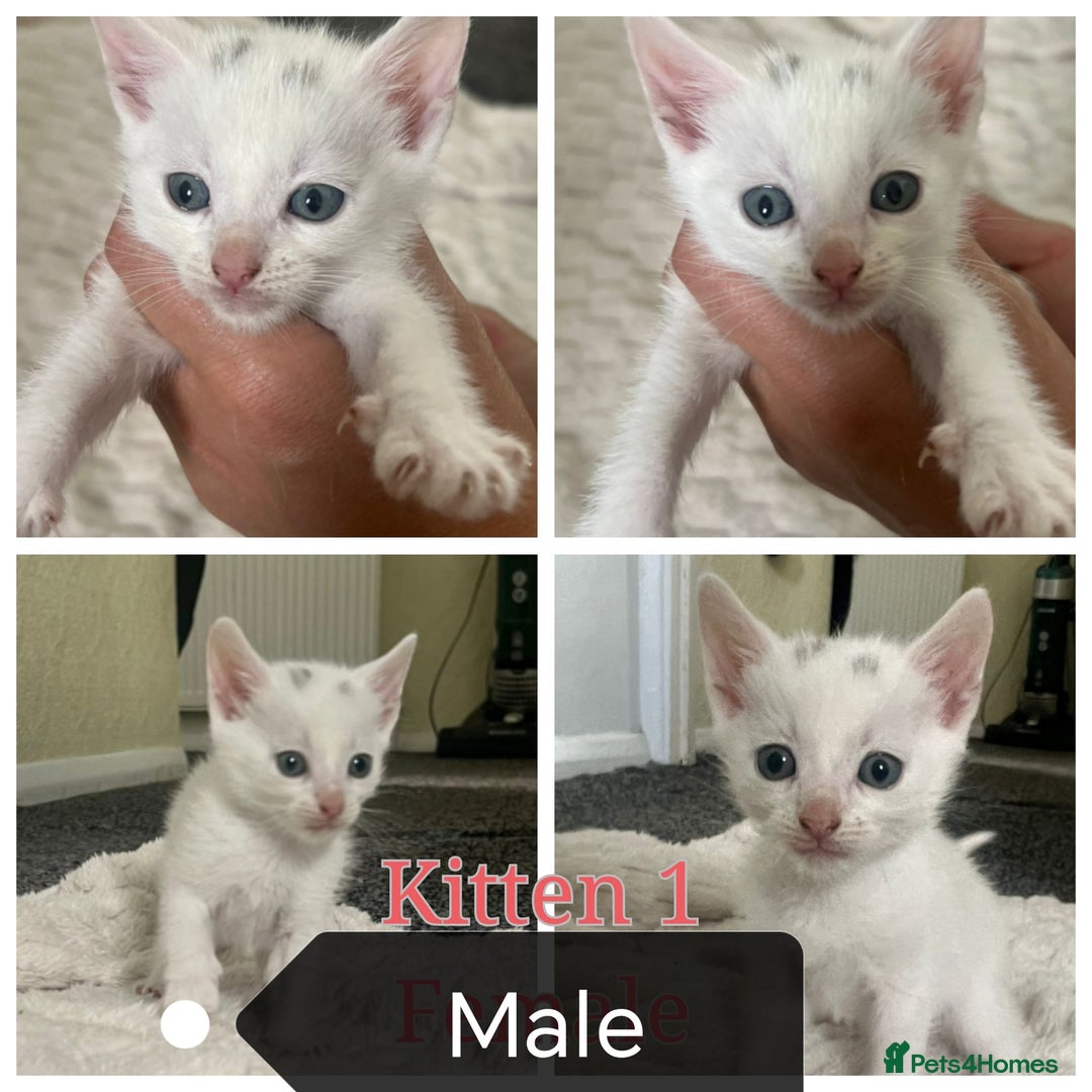 Mixed Breed cats for sale: White / Odd eye / black  Russian mix kittens /  - Image 2