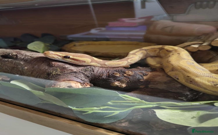 Python Snake reptiles - Advert 11