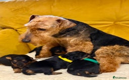 Welsh Terrier dogs for sale: Absolutely stunning top litter  - Image 4