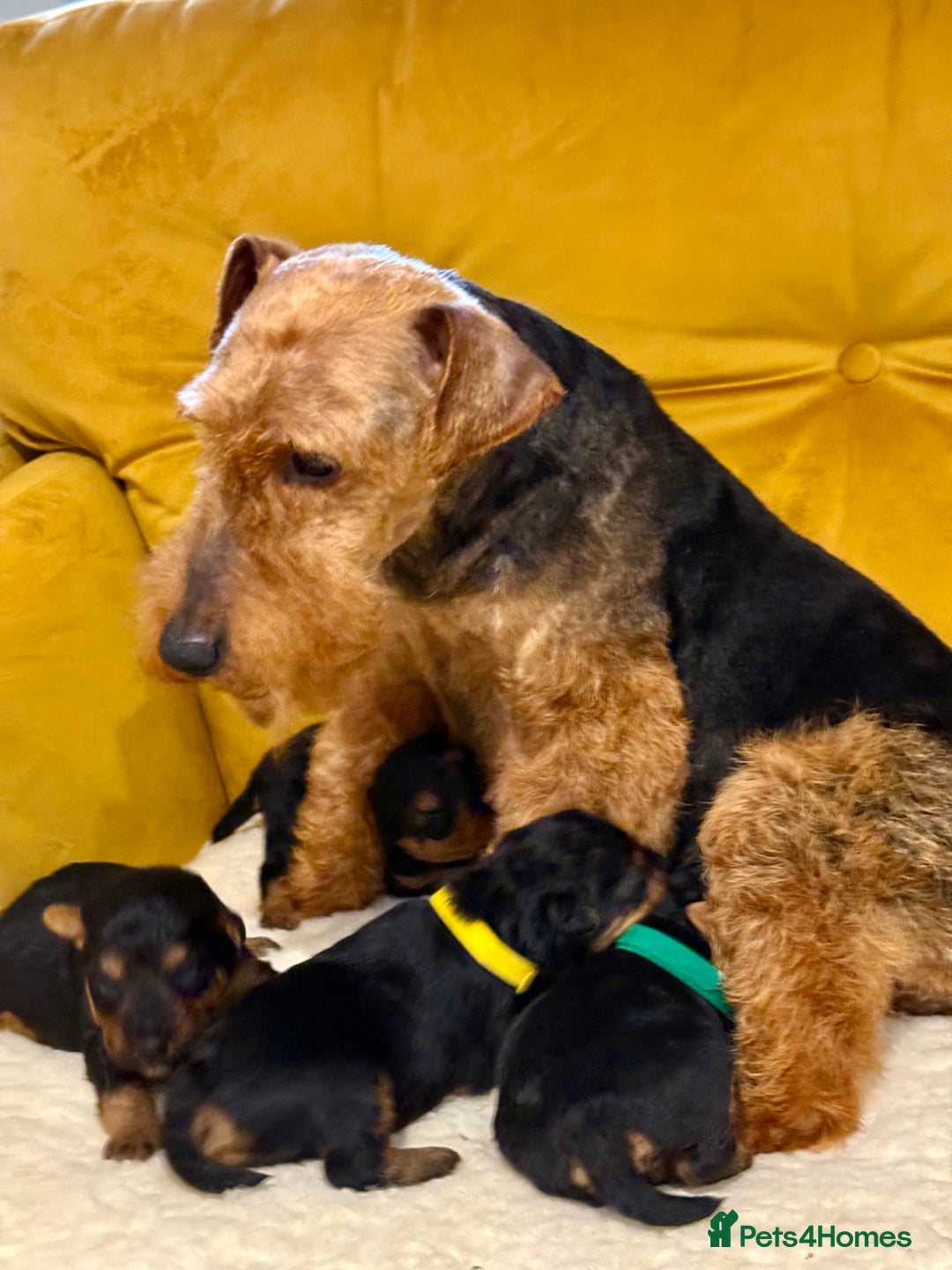 Welsh Terrier dogs for sale: Absolutely stunning top litter  - Image 4