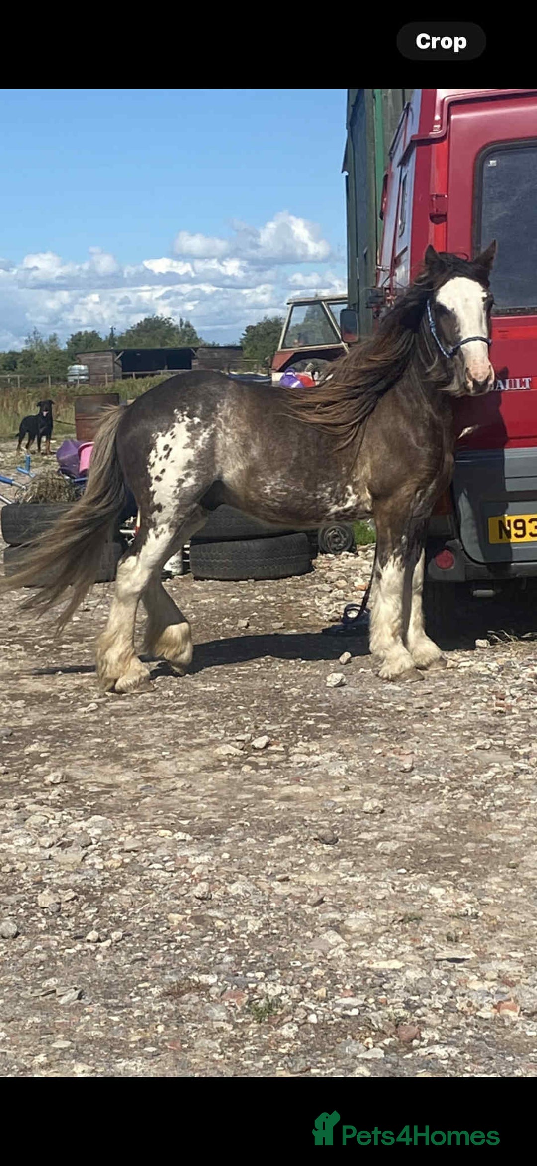 Irish Cob horses for sale: Blagdon cob - Image 11