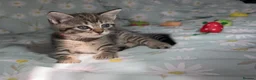 Ragdoll cats for sale: Adorable Ragdoll x Bombay Kittens  - Advert 8