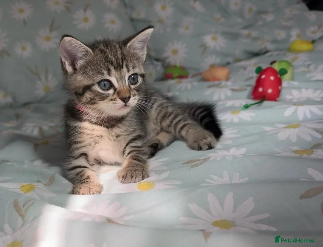 Ragdoll cats for sale: Adorable Ragdoll x Bombay Kittens  - Advert 8