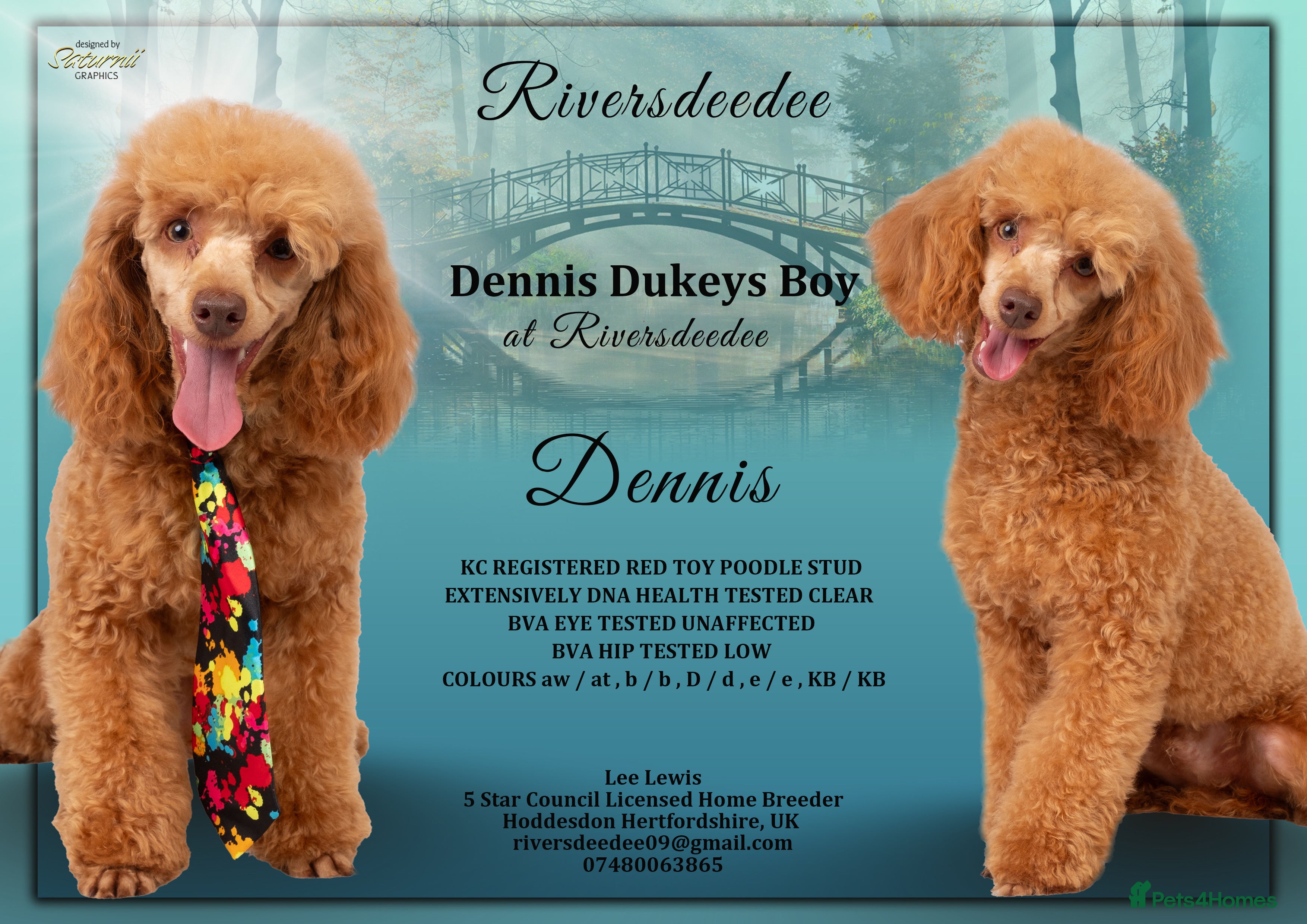 Toy Poodle dogs KC REG RED EXTENSIVELY HEALTH TESTED POODLE STUD  - Advert 14