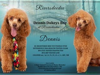 Toy Poodle dogs KC REG RED EXTENSIVELY HEALTH TESTED POODLE STUD - Advert 20
