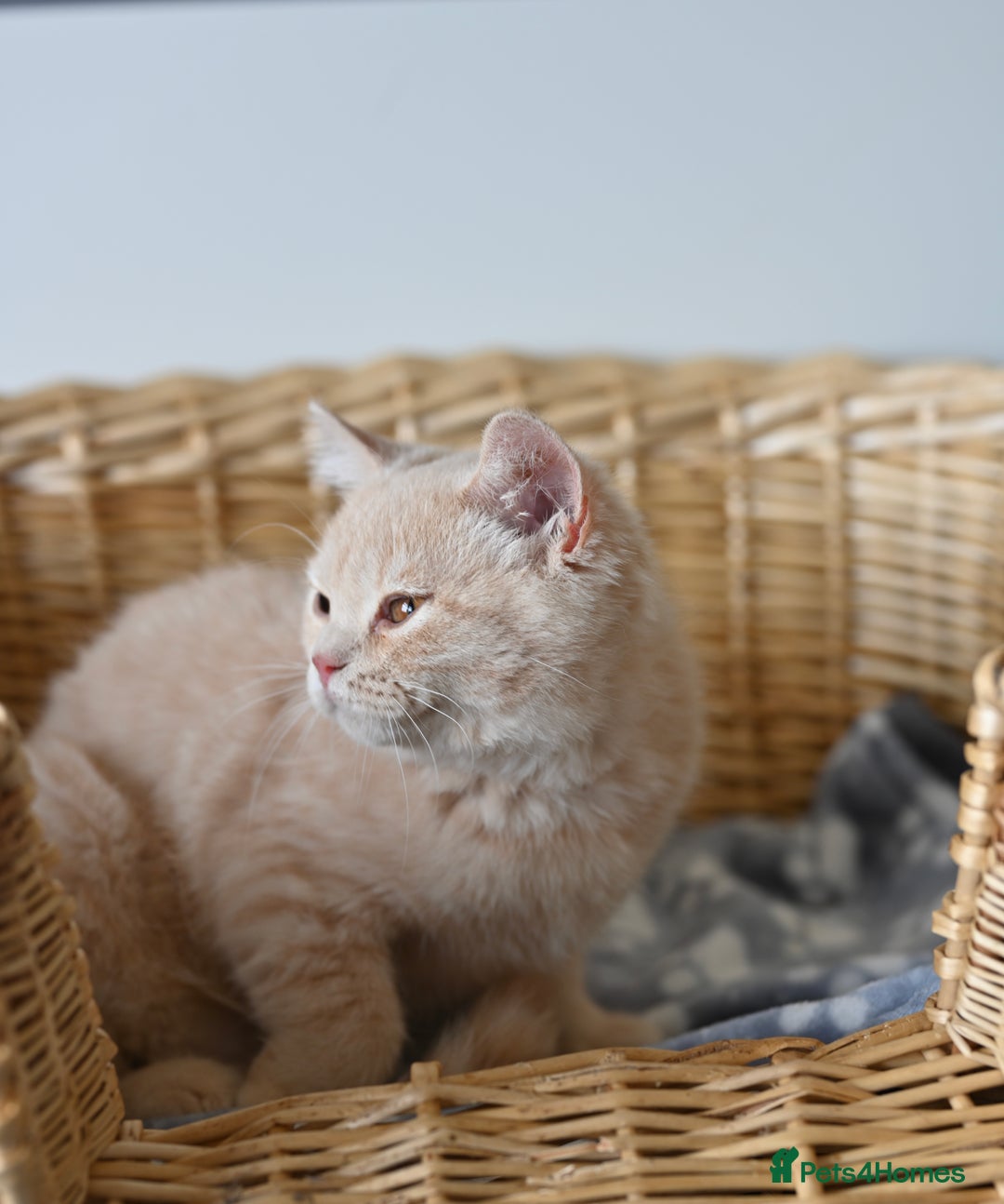 British Shorthair cats for sale: GCCF reg kittens looking for loving homes  - Image 28