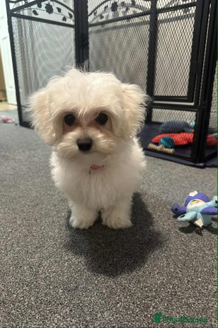 Maltipoo dogs - Advert 6