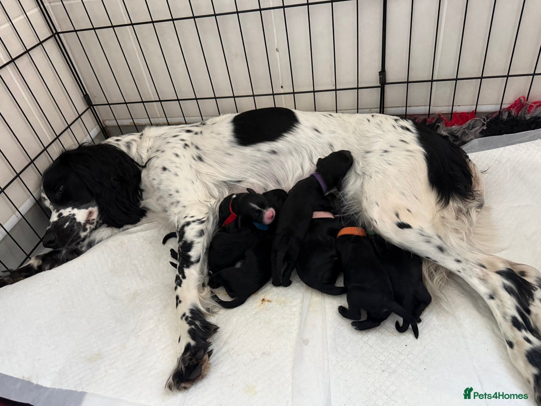 Mixed Breed dogs for sale: Beautiful Sproodles for sale - Advert 6