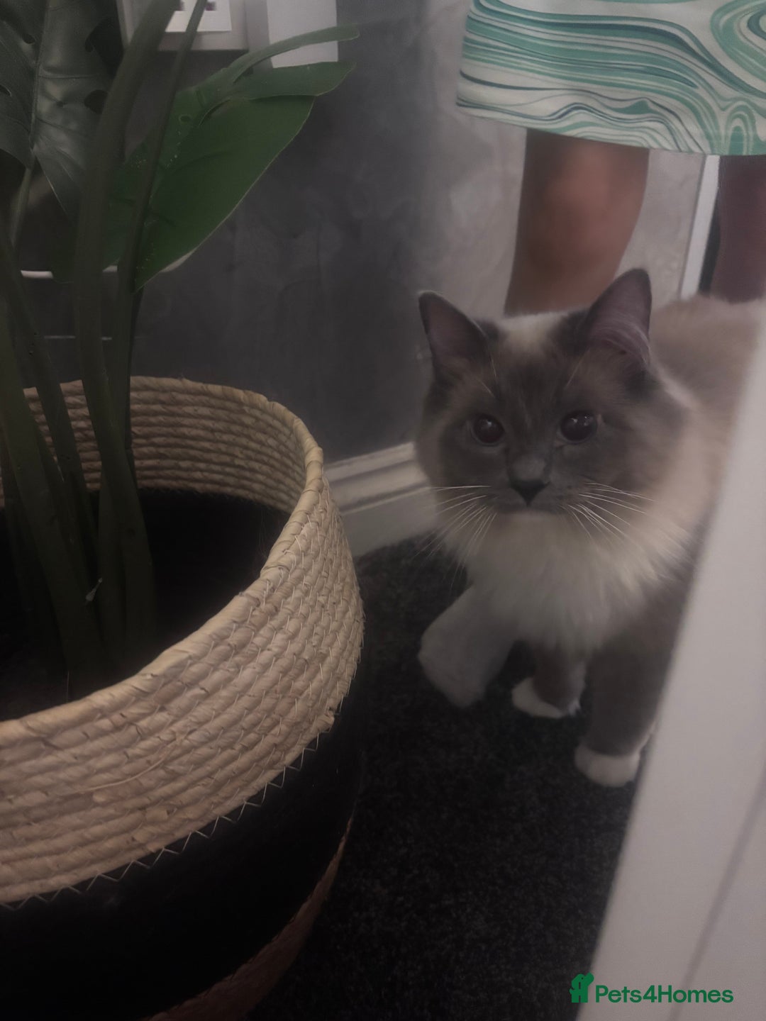 Ragdoll cats for sale: One gorgeous Ragdoll kitten available  - Image 9