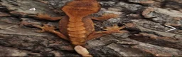 Gecko reptiles for sale: Juvenile Crested Geckos with full Lineage - Advert 15
