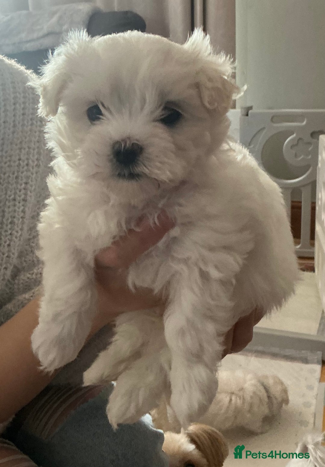Maltese dogs for sale: ✨Adorable Maltese Puppies – Ready now!   ✨ - Advert 16