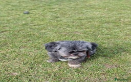 Shih Tzu dogs for sale: Loving cheeky Shihtzu for loving home ❤️ - Image 17