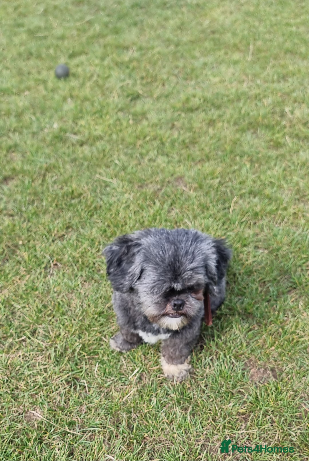 Shih Tzu dogs for sale: Loving cheeky Shihtzu for loving home ❤️ - Image 17