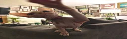 Sphynx cats for sale: Sphynx cat 14 months old Benfleet Essex  - Advert 4