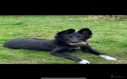 Mixed Breed dogs for sale: Miss roxy  - Image 2