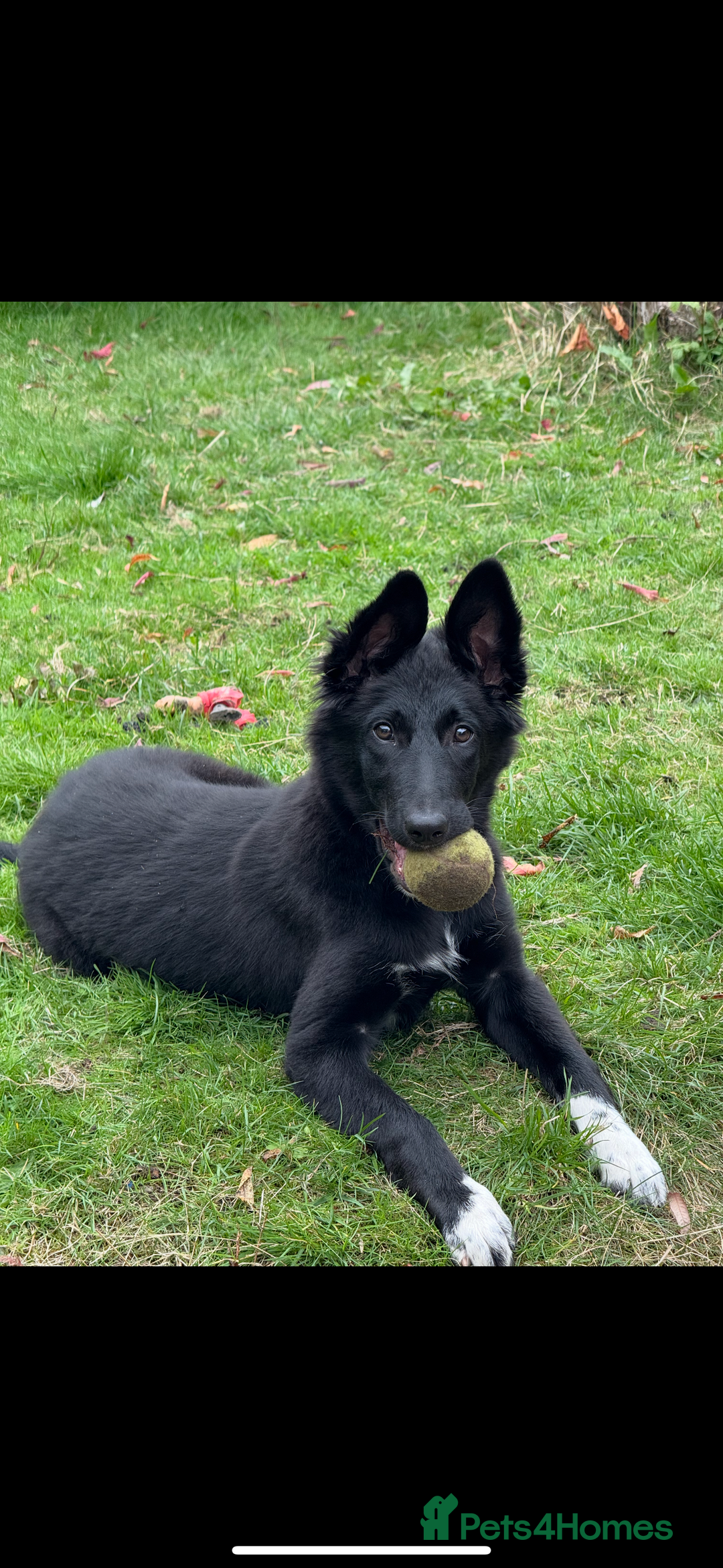 Mixed Breed dogs for sale: Miss roxy  - Image 2