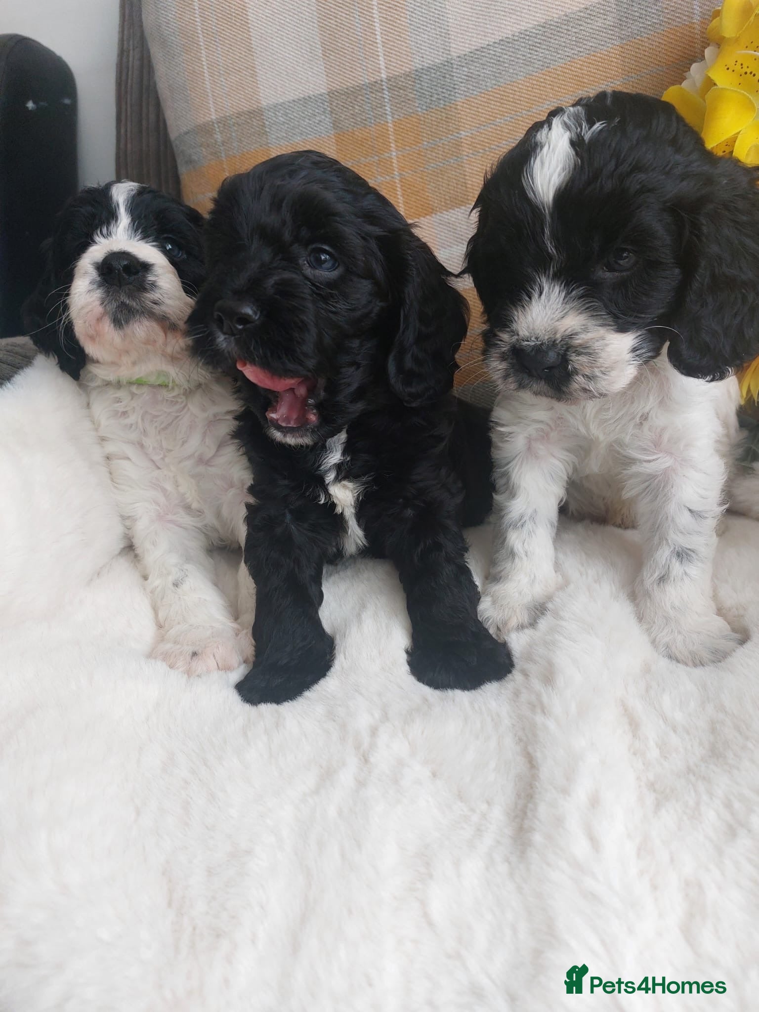 Mixed Breed dogs Beautiful litter of Sproodle puppies  - Advert 15
