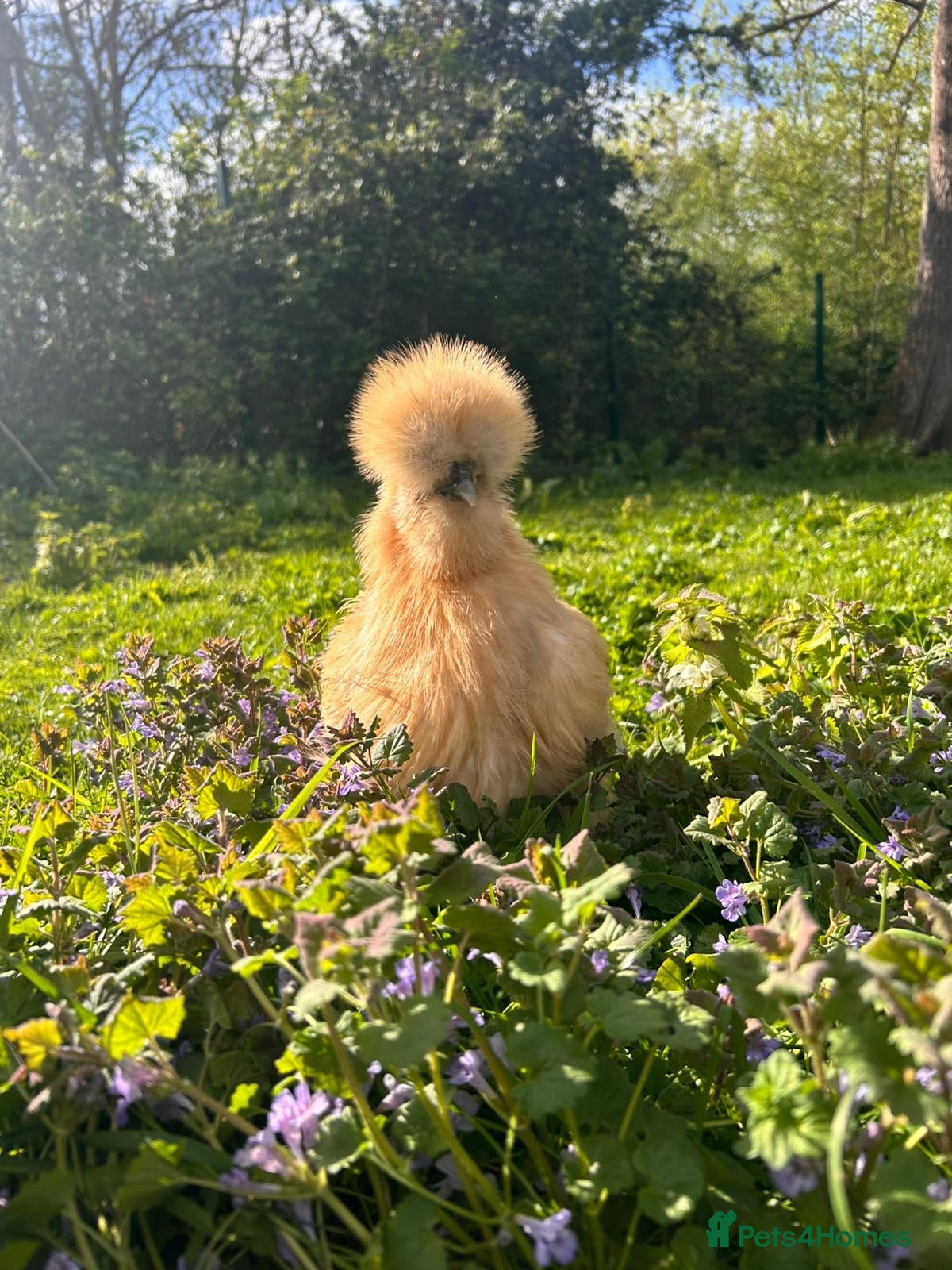 Chickens poultry for sale: Mixed Hatching Eggs  - Advert 7