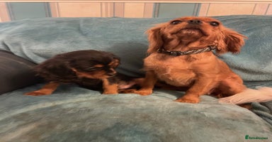 Cavalier King Charles Spaniel dogs - Advert 11