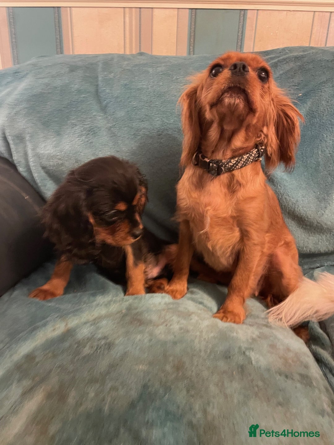 Cavalier King Charles Spaniel dogs for sale: Beautiful K.C .Registered Black & Tan CKCS Puppy - Image 3