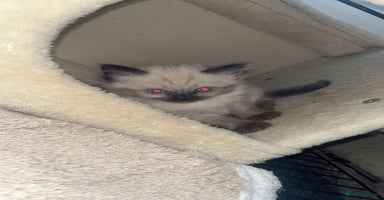 Ragdoll cats - Advert 2