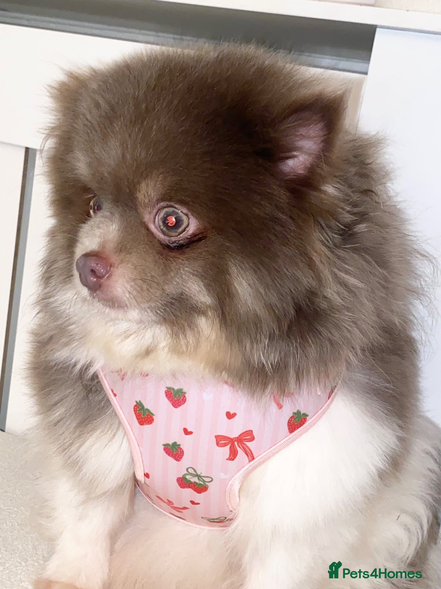 Pomeranian dogs Pomeranian puppys ready now  - Advert 1