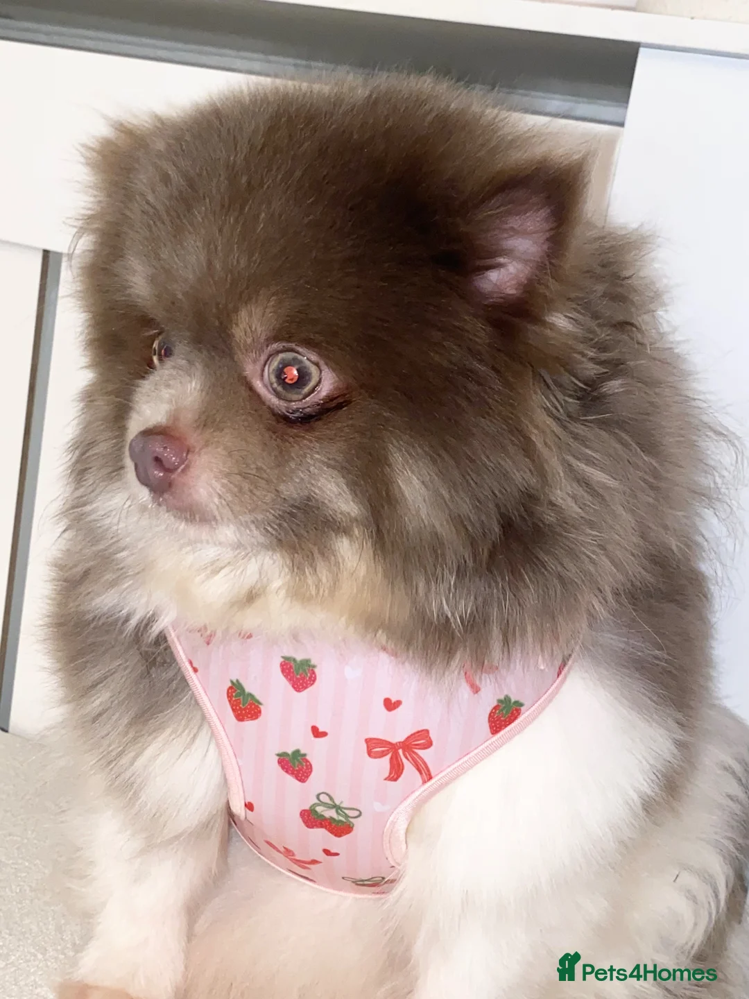 Pomeranian dogs for sale: Pomeranian puppys ready now  - Advert 2