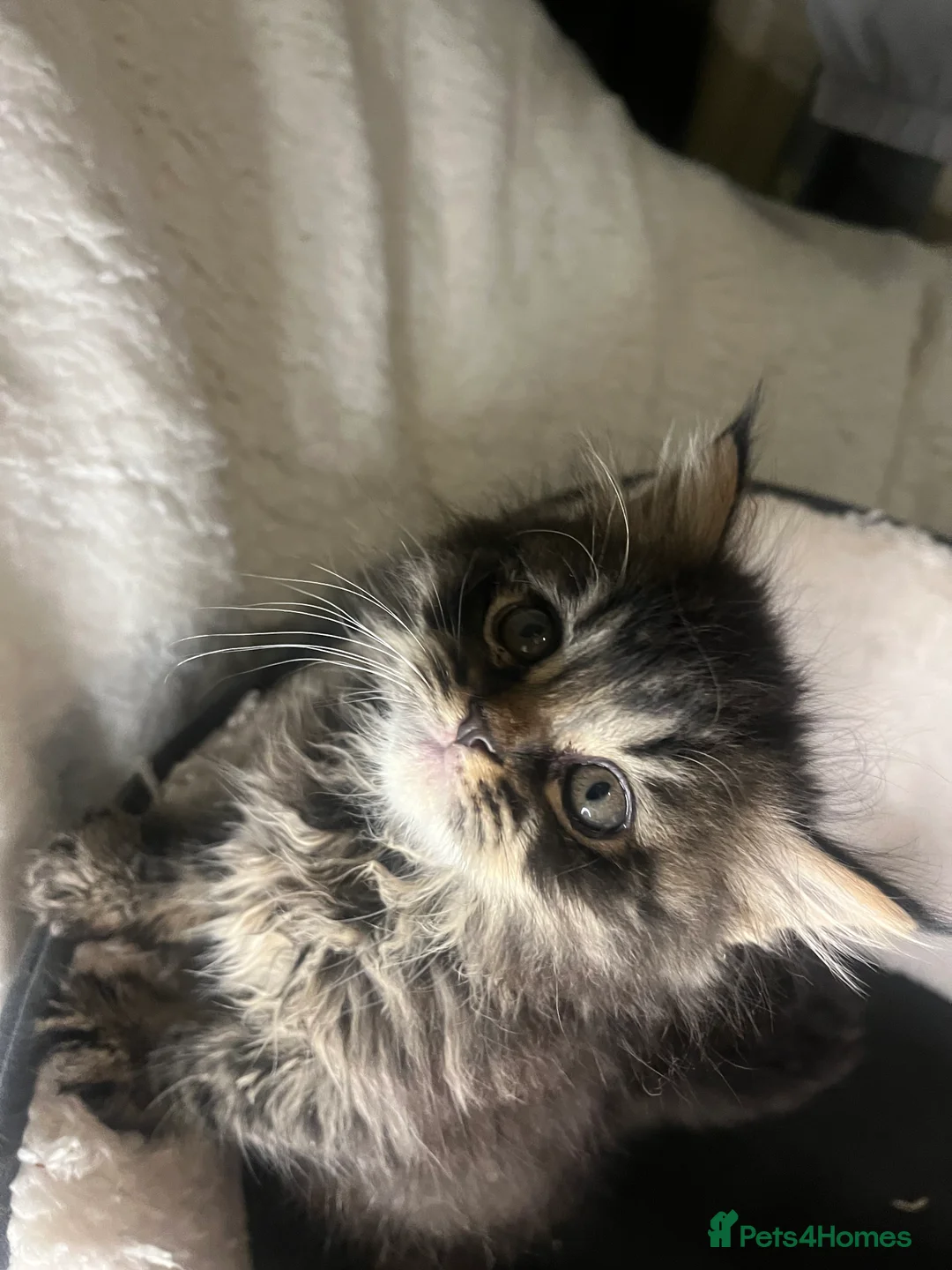 Persian cats for sale: Persian beauties ready now - Advert 17