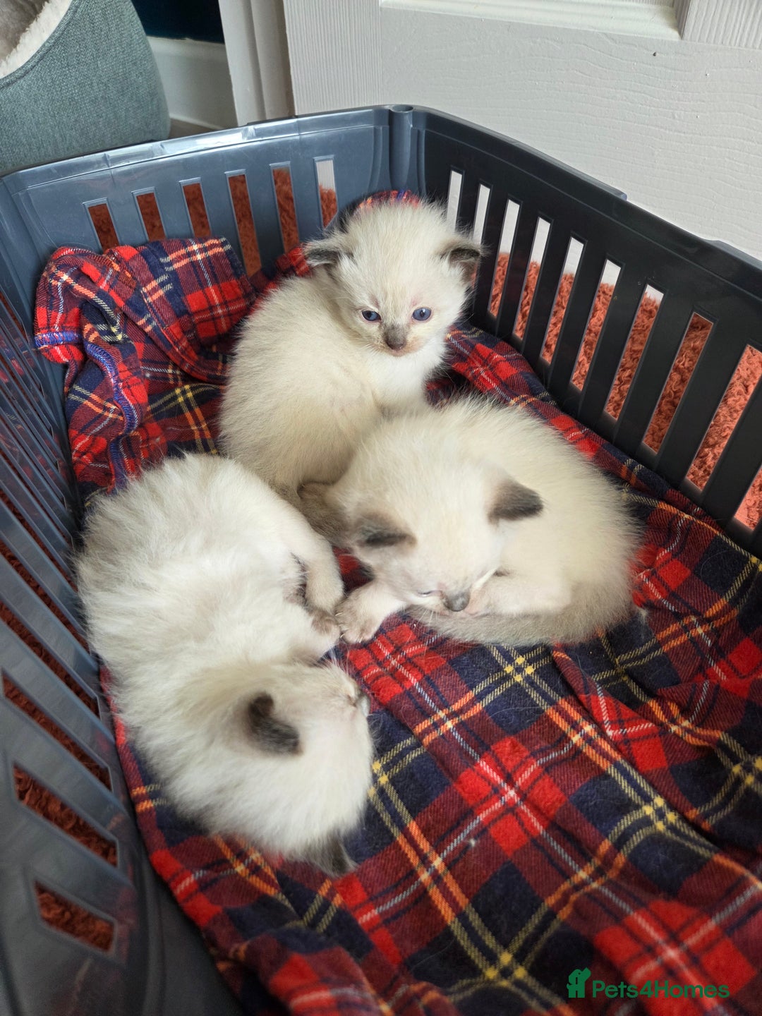 Ragdoll cats for sale: Ragdoll Kittens  - Image 3