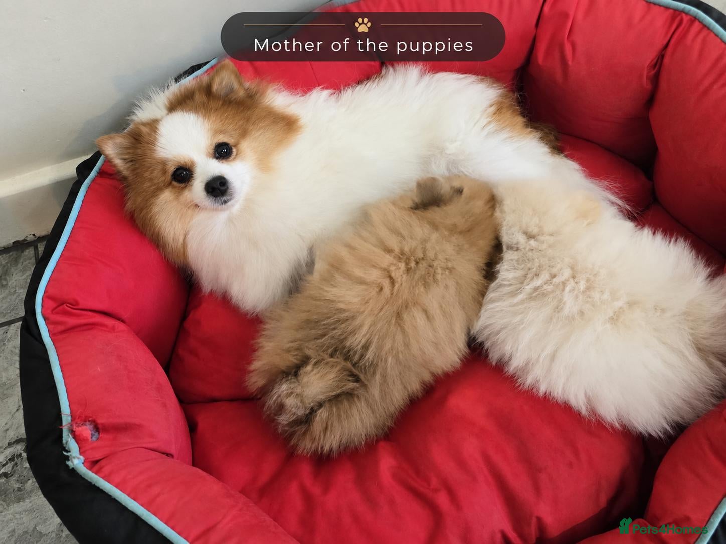 Pomeranian dogs I Have 2 Pomeranian Puppies Read Description - Advert 1