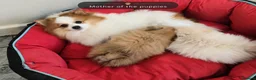 Pomeranian dogs for sale: I Have 2 Pomeranian Puppies Read Description - Advert 1
