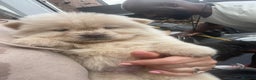 Chow Chow dogs for sale: Chow chow pups - Advert 17