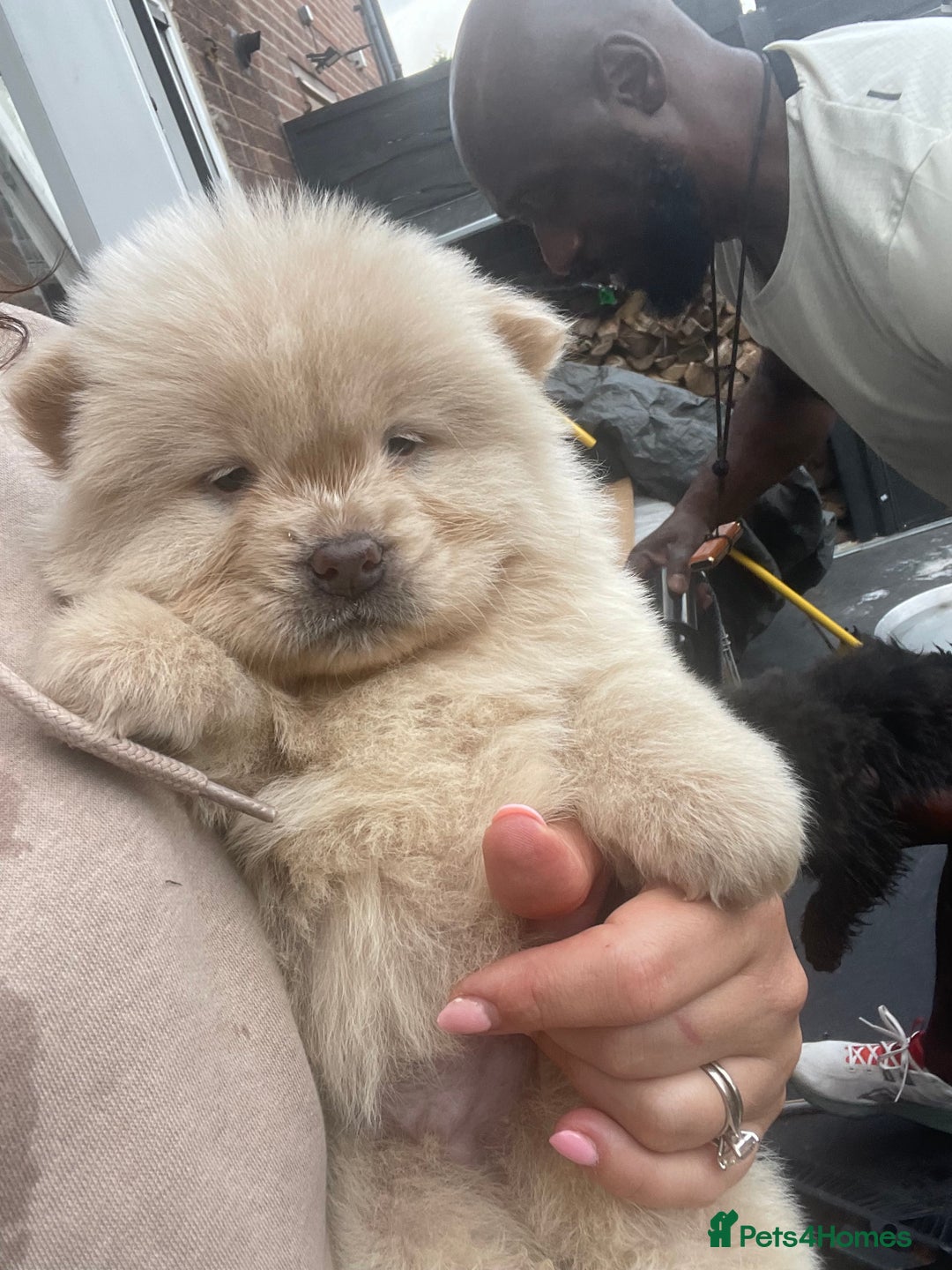 Chow Chow dogs for sale: Chow chow pups - Image 17