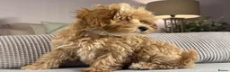 Maltipoo dogs for sale: OAKWELL RETRIEVERS ON INSTAGRAM  - Advert 5