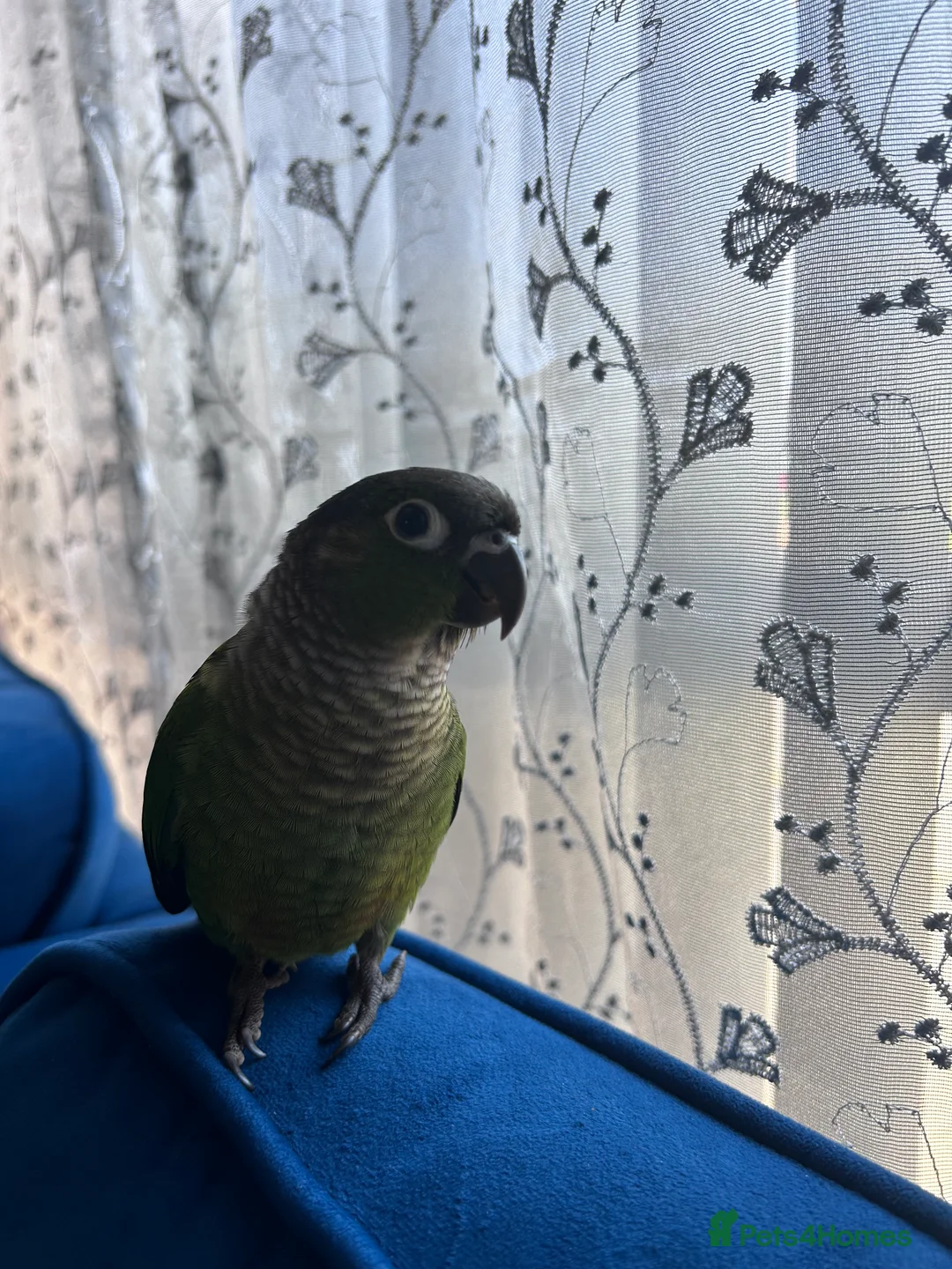 Conures birds for sale: 5 months old baby conure - hand tame  - Advert 2