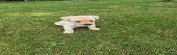 Labrador Retriever dogs for sale: 🐾 Beautiful Labrador Puppies – KC Registered 🐾 - Advert 3