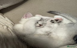 British Shorthair cats for sale: British shorthair x kittens for sale - Image 7