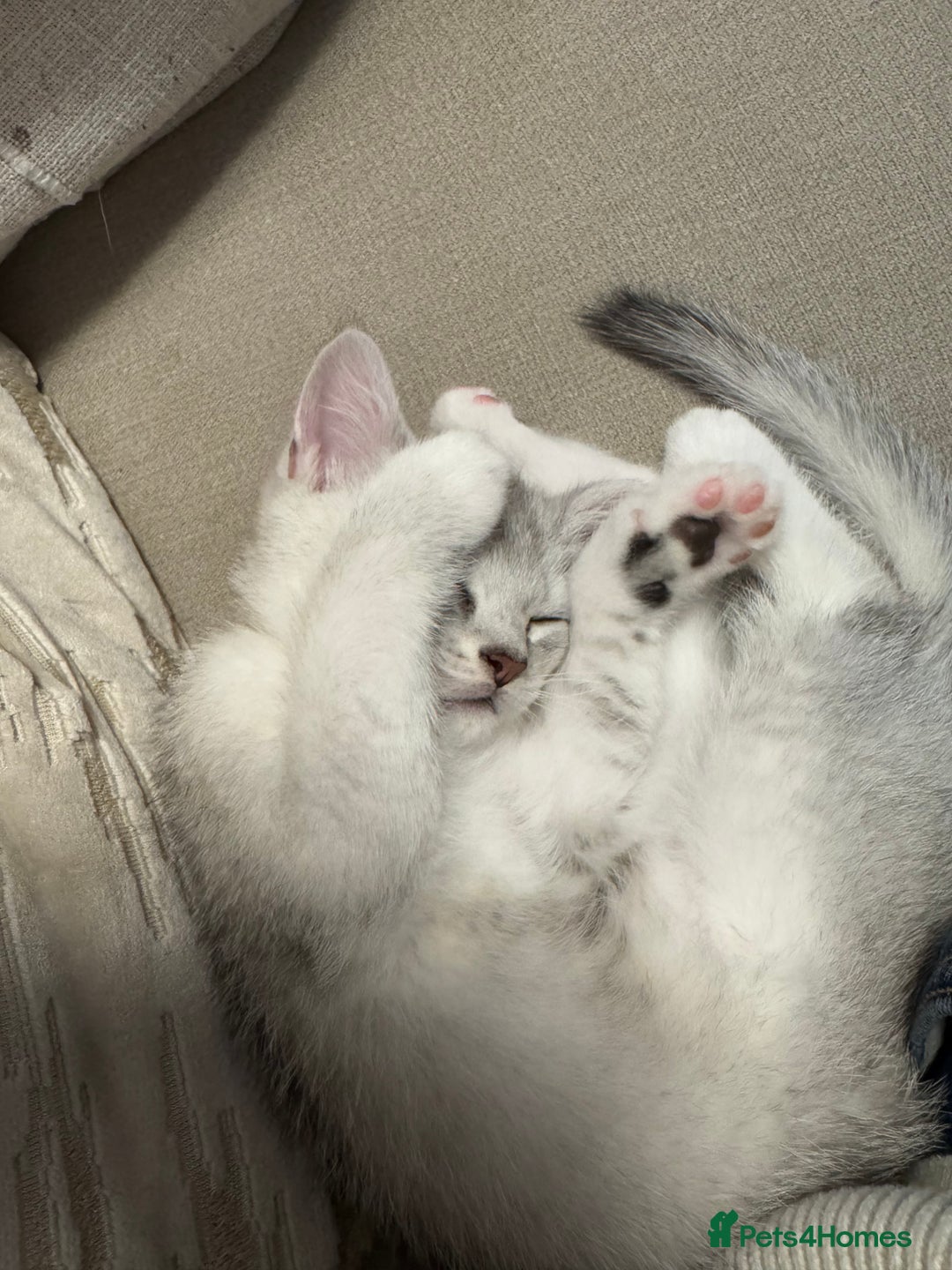 British Shorthair cats for sale: British shorthair x kittens for sale - Image 7