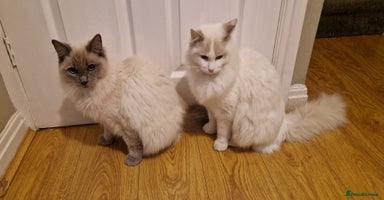 Ragdoll cats - Advert 12